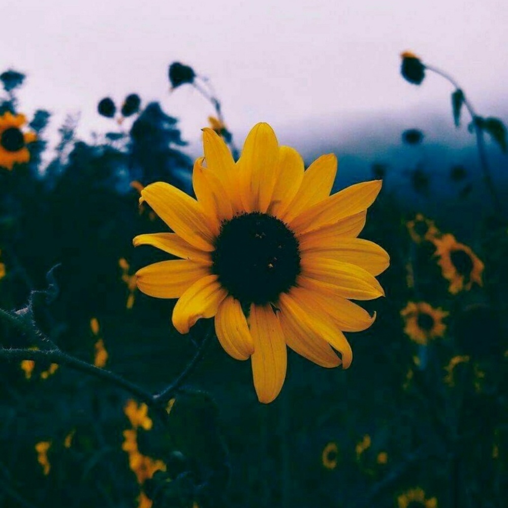 Meet your Posher, Lucy